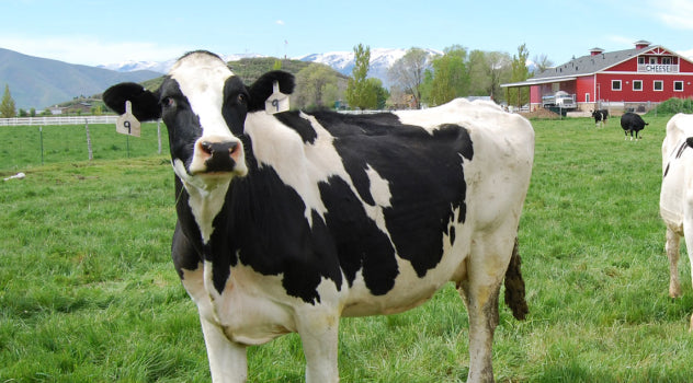 heber valley dairy farm tours