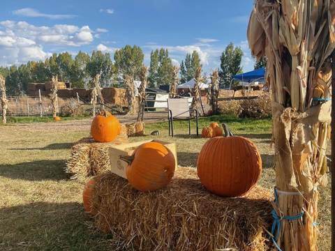 Pumpkins, hay bales, and corn stalks are seen decorating a pasture at Heber Valley Cheese for families to enjoy the fall season.