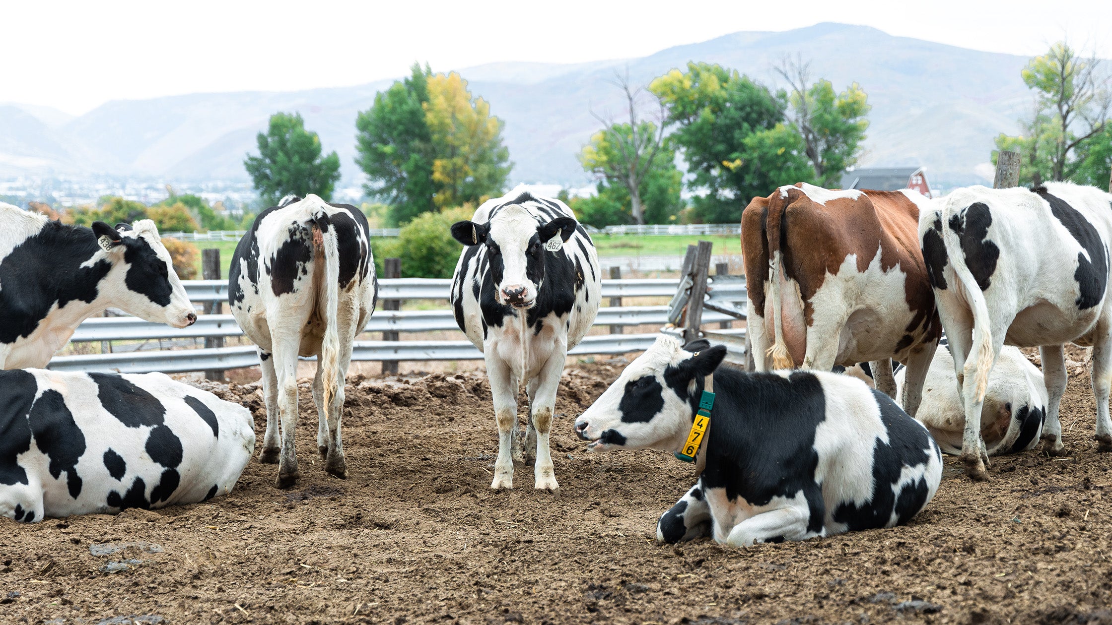 Heber Valley Artisan Cheese