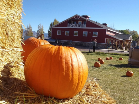 A large orange pumpkin in the foreground on a bale of hay, with more pumpkins scattered on grass in front of the Kohler Creamery at Heber Valley Cheese under a blue sky.